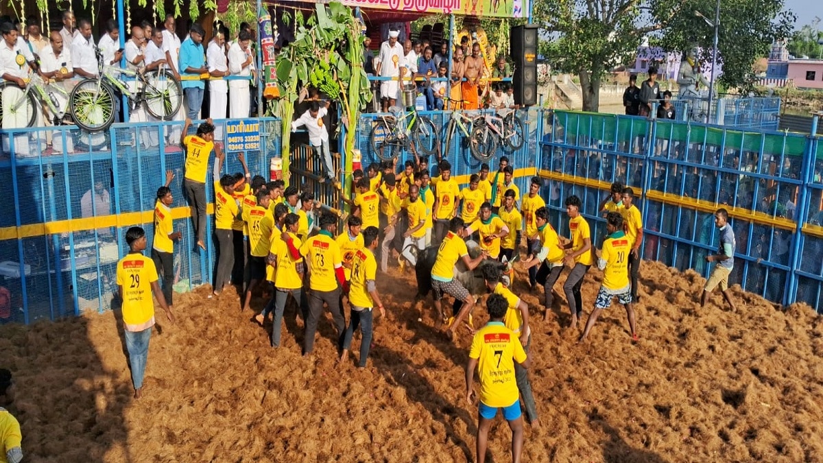 தஞ்சாவூரில் சீறி பாய்ந்த காளைகளை பாய்ந்து, பாய்ந்து அடக்கிய இளம் காளைகள்