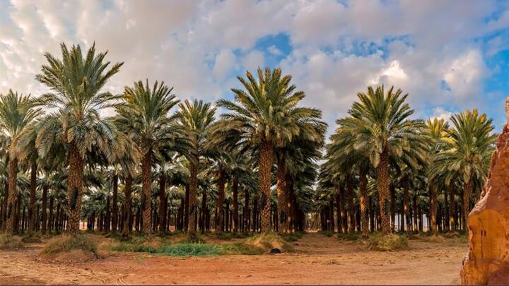 लीबिया के अल अजीजिया में तापमान 50 डिग्री सेल्सियस से ज्यादा रहता है. यह धरती की सबसे गर्म जगहों में से एक है.