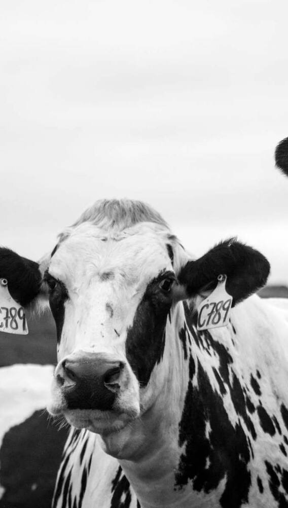 अमेरिका में कैसे होती है डेयरी फार्मिंग?