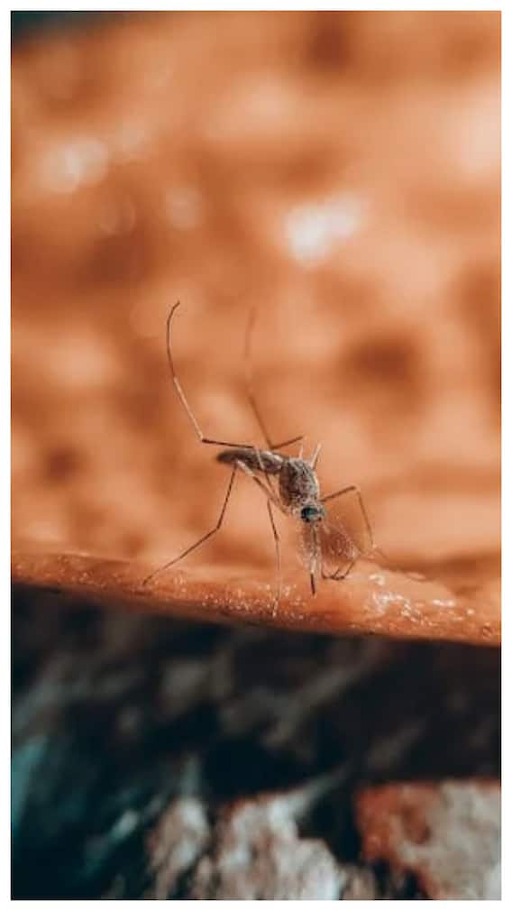 घर में घुसने से भी डरेंगे मच्छर, बस रोज कर लें ये काम