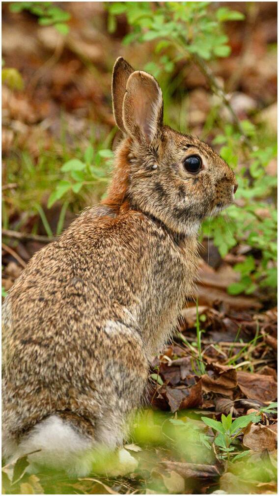अपनी ही पॉटी को क्यों खाते हैं खरगोश