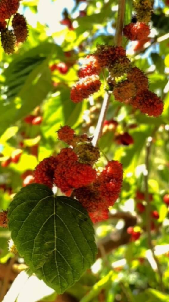 மல்பெர்ரி பழம் சாப்பிடுவதால் இவ்வளவு நன்மைகளா?