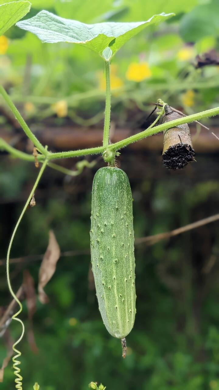 तज्ज्ञांच्या मते, काकडी योग्य पद्धतीने खाल्ल्याने पचनसंस्था मजबूत होते आणि पोटातील घाण नैसर्गिकरित्या बाहेर पडते.