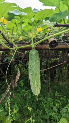 Cucumber Benefits: बद्धकोष्ठतेपासून आराम मिळवण्यासाठी उत्तम.. जाणून घ्या काकडी खाण्याचे फायदे!