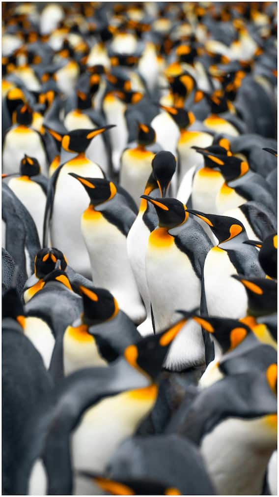 एक बार में कितने बच्चे पैदा करते हैं पैंग्विन