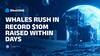 BlockDAG Raises $217M as Whales Pour In $10M in Days, While Filecoin Builds Steam & Stellar Prepares for Lift-Off