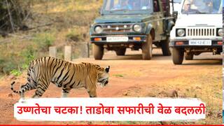 उष्णतेचा चटका! ताडोबा सफरीच्या वेळा बदलल्या, यंदा अतिउच्च तापमानामुळे आठवडाभर आधीच प्रशासनाचा निर्णय