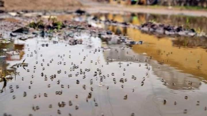7. Eliminate Breeding Grounds: Prevent mosquito breeding by removing stagnant water from flower pots, drains, and containers around your home. (Image Source: Pinterest/zapmosquito)