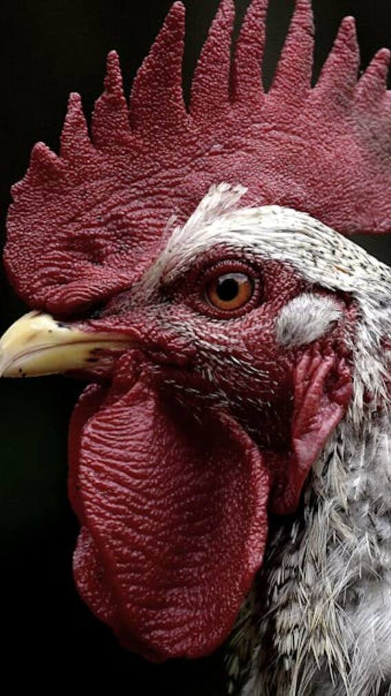 क्या गेहूं से मुर्गी के पेट में बनता है अंडा?