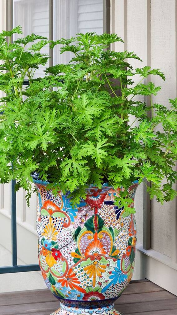 World Malaria Day 2025 — 9 Best Plants For A Mosquito-Free Home