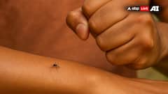 Malaria, Chikungunya Cases Rise In Delhi; Dengue Cases Remain Steady: MCD Report