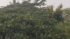 Kolhapur Rain Weather: कोल्हापुरात रिमझिम पावसाच्या सरी, मातीचा सुगंध दरवळला, हवेतील गारव्याने नागरिक सुखावले