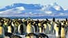 World Penguin Day 2025 — Best Travel Destinations Around The Globe To Spot Penguins