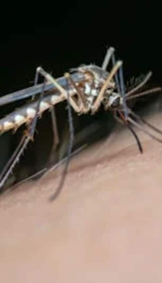 मुफ्त में कैसे कराएं डेंगू-मलेरिया का टेस्ट