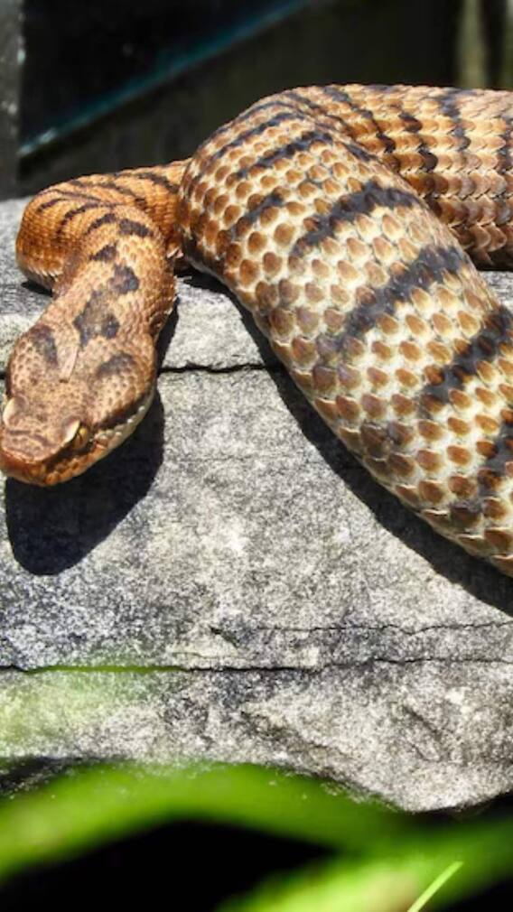 रसेल वाइपर की लंबाई कितनी होती है?