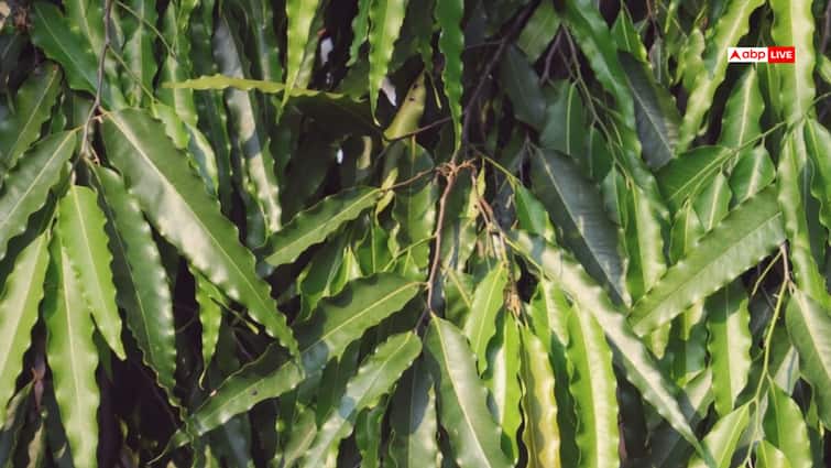 Ashok Tree has solution of many problems of related women ANNA माता सीता के शोक को हरने वाला 'अशोक' खास, इसमें है महिलाओं की कई समस्याओं का समाधान
