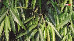 माता सीता के शोक को हरने वाला 'अशोक' खास, इसमें है महिलाओं की कई समस्याओं का समाधान