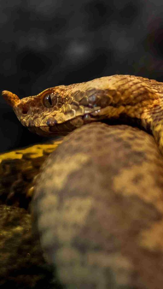 अजगर और रसेल वाइपर में क्या अंतर है