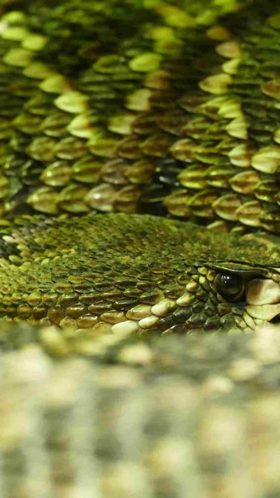 ​रसेल वाइपर की स्पीड कितनी होती है