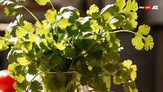 Benefits of Coriander: स्वास्थ्य के लिए वरदान तो स्वाद बढ़ाने में लाजवाब, जानिए धनिए के अनगिनत फायदे