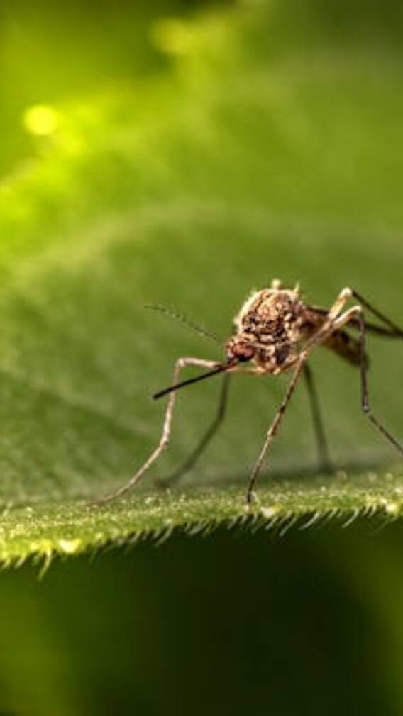 बिना खून पिए कितने दिन जिंदा रह सकता है मच्छर?