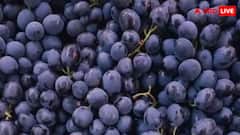 ऑप्टिकल इल्यूजन ने मचाई हलचल, अंगूरों के बीच छुपी बिल्ली को ढूंढना बना टेढ़ी खीर, खोज पाए?