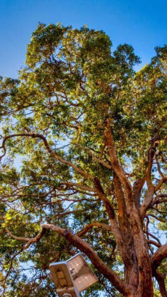 ये है दुनिया का सबसे महंगा पेड़