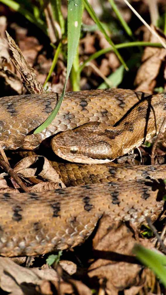 रसेल वाइपर के बच्चे कितने बड़े होते हैं?