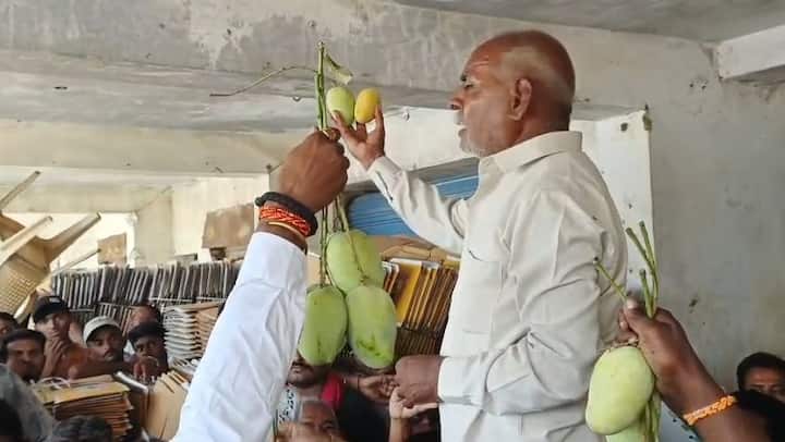 Kesar Mango in Talala: ઉનાળાની ગરમી શરુ થતાની સાથે જ કેરીની સિઝનની શરુઆત થઈ ગઈ છે. તમામ શહેરોમાં હવે શાકમાર્કેટમાં પણ કેરી જોવા મળી રહી છે. તાલાલામાં પણ કેસર કેરીની આવક શરૂ થઇ ગઇ છે.