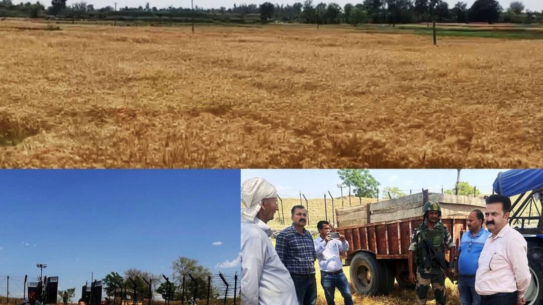 Jammu Kashmir News: हीरानगर जीरो लाइन पर गेहूं की बंपर फसल की कटाई शुरू, किसानों ने रचा नया रिकॉर्ड Bumper Wheat Harvesting Started On Zero Line In Hiranagar Sector kathua Jammu Kashmir ANN Jammu Kashmir News: हीरानगर जीरो लाइन पर गेहूं की बंपर फसल की कटाई शुरू, किसानों ने रचा नया रिकॉर्ड