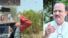 धावले, पळाले... अजित पवारांच्या दौऱ्यात मधमांशाचा हल्ला; ताफ्यातील पोलीस अन् कर्मचाऱ्यांना चावा