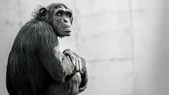 किन-किन जानवरों को होता है HIV AIDS, कुत्ते से लेकर बिल्ली तक में कैसे दिखते हैं लक्षण?