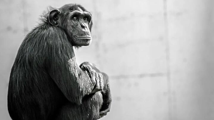 18वीं सदी के अंत में HIV चिंपांजी से इंसानों में फैलना शुरू हुआ था. चिंपांजी में जो इसी प्रजाति का वायरस पाया जाता है, उसे सिमियम इम्युनोडेफिसिएंसी वायरस (SIV) कहते हैं.