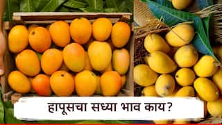 Mango Market: द्राक्षांच्या शहरात हापूसची गोडी! नाशकात क्विंटलमागे तब्बल 16 ते 20 हजारांचा दर मिळतोय, उर्वरित ठिकाणी काय स्थिती?