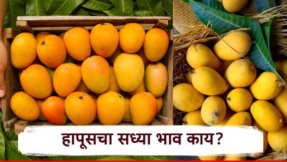 Mango Market: द्राक्षांच्या शहरात हापूसची गोडी! नाशकात क्विंटलमागे तब्बल 16 ते 20 हजारांचा दर मिळतोय, उर्वरित ठिकाणी काय स्थिती?