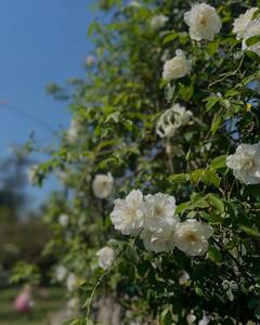 Manushi Chhillar Shares A Peek Into Her 'Sukoon' Moments, See Pics