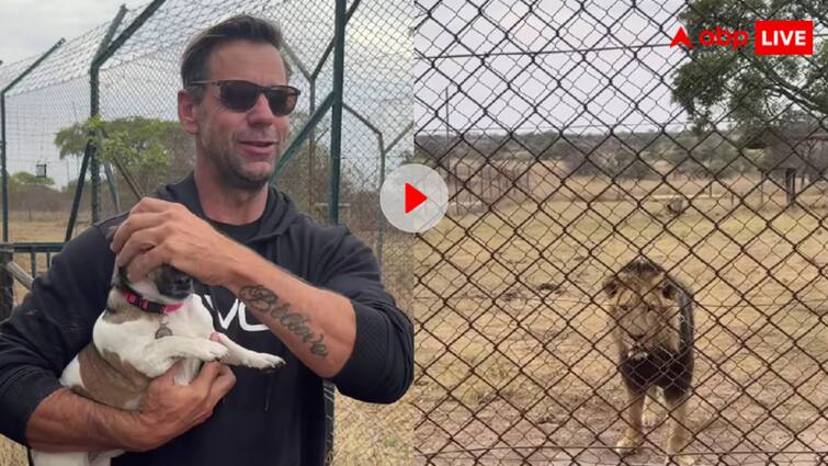 Dog that had come for stroll with the owner in the National Park suddenly started barking at the lion video viral छोटे कद का बड़ा दिल: नेशनल पार्क में कुत्ते ने शेर को दी ललकार, मालिक भी रह गया हैरान!