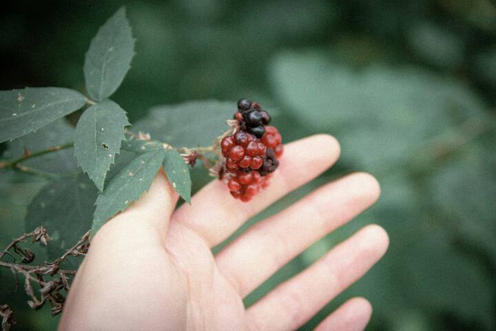 याशिवाय, रोगप्रतिकारक शक्ती वाढवण्यासाठी देखील ते प्रभावी मानले जाते.