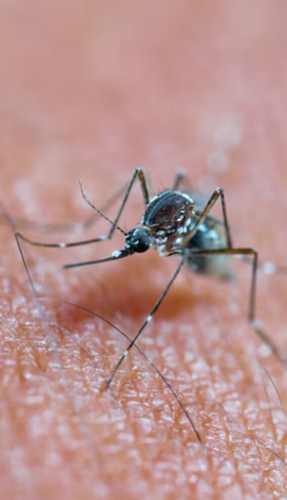 कितनी ऊंचाई तक उड़ सकता है मच्छर