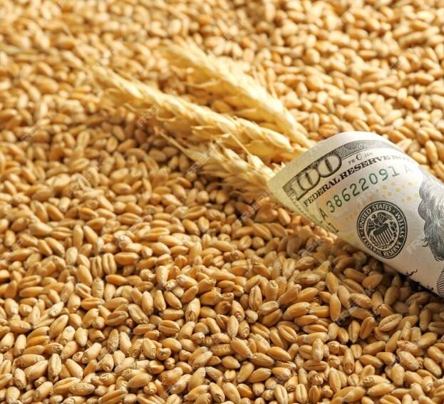 ਕਿਸਾਨਾਂ ਦਾ ਕਹਿਣਾ ਹੈ ਕਿ ਇਸ ਵਾਰ ਕਣਕ ਦਾ ਝਾੜ ਚੰਗਾ ਹੈ। ਕਣਕ ਦਾ ਦਾਣਾ ਮੋਟਾ ਹੈ ਤੇ 60 ਤੋਂ 65 ਮਣ ਦੇ ਵਿਚਕਾਰ ਕਣਕ ਦਾ ਪ੍ਰਤੀ ਏਕੜ ਝਾੜ ਨਿਕਲ ਰਿਹਾ ਹੈ। ਉਧਰ, ਚੰਗੇ ਭਾਅ ਦੀ ਉਮੀਦ ਨਾਲ ਕਈ ਕਿਸਾਨ ਕਣਕ ਨੂੰ ਘਰਾਂ ਵਿੱਚ ਸਟੋਰ ਕਰਨ ਲੱਗੇ ਹਨ।