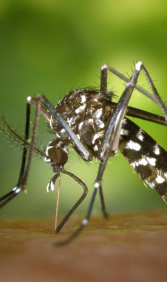 क्या हाई राइज बिल्डिंग में नहीं आते हैं मच्छर?