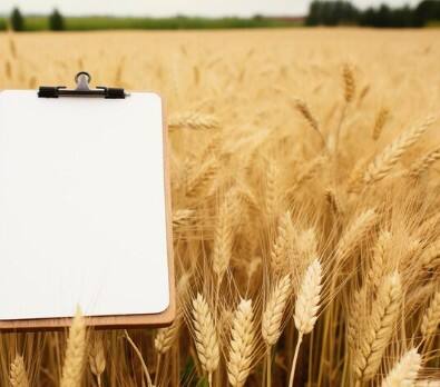 ਦੱਸ ਦਈਏ ਕਿ ਪੰਜਾਬ ਵਿੱਚ ਅਪਰੈਲ ਮਹੀਨੇ ਦੇ ਅੰਤ ’ਚ ਕਣਕ ਦੀ ਵਾਢੀ ਦਾ ਕੰਮ ਮੁਕੰਮਲ ਹੋਣ ਵੱਲ ਤੇਜ਼ੀ ਨਾਲ ਵਧ ਰਿਹਾ ਹੈ। ਸੂਬਾ ਸਰਕਾਰ ਵੱਲੋਂ ਮੰਡੀਆਂ ਵਿੱਚ ਫ਼ਸਲ ਦੀ ਖਰੀਦ ਨਾਲੋਂ-ਨਾਲ ਕੀਤੀ ਜਾ ਰਹੀ ਹੈ ਪਰ ਮੰਡੀਆਂ ’ਚ ਕਣਕ ਦੀ ਚੁਕਾਈ ਦਾ ਕੰਮ ਵਧੇਰੇ ਹੌਲੀ ਚੱਲ ਰਿਹਾ ਹੈ। ਕਣਕ ਦੀ ਚੁਕਾਈ ਨਾ ਹੋਣ ਕਾਰਨ ਮੰਡੀਆਂ ਵਿੱਚ ਢੇਰ ਲੱਗ ਗਏ ਹਨ। ਦੂਜੇ ਪਾਸੇ ਲਿਫਟਿੰਗ ਨਾ ਹੋਣ ਕਾਰਨ ਕਾਰਨ ਅਗਲੇ ਦਿਨਾਂ ’ਚ ਕਣਕ ਦੇ ਖਰੀਦ ਕਾਰਜ ਵਿੱਚ ਅੜਿੱਕੇ ਖੜ੍ਹੇ ਹੋ ਸਕਦੇ ਹਨ।