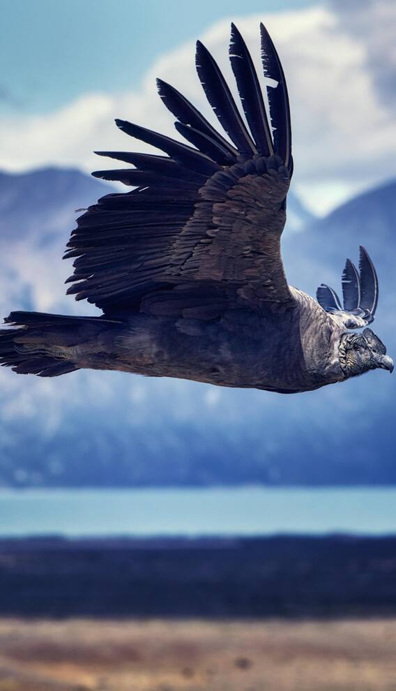 बिना पंख हिलाए 160 किमी तक उड़ सकता है यह पक्षी