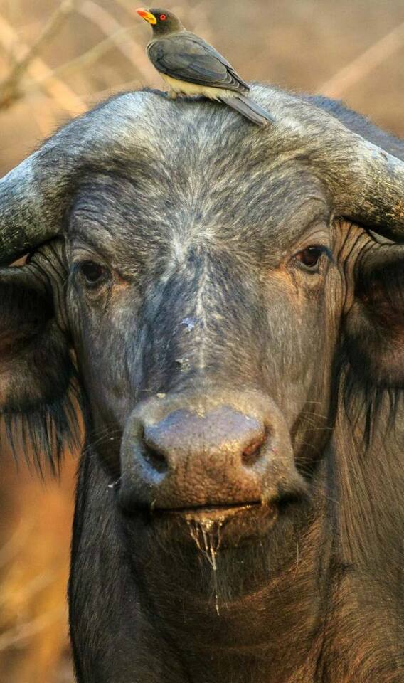 असली नीली रावी भैंस की पहचान कैसे कर सकते हैं?