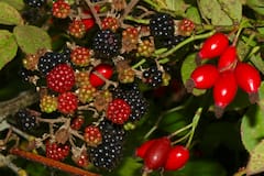 Mulberry Benefits: जीवनसत्त्वे आणि अँटिऑक्सिडंट गुणधर्मांनी परिपूर्ण असलेल्या या फळाबद्दल जाणून घ्या!