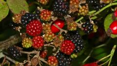 Mulberry Benefits: जीवनसत्त्वे आणि अँटिऑक्सिडंट गुणधर्मांनी परिपूर्ण असलेल्या या फळाबद्दल जाणून घ्या!