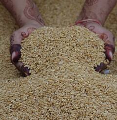 ਕਣਕ ਦੇ ਝਾੜ ਨੂੰ ਲੈ ਕੇ ਕਿਸਾਨ ਹੋਏ ਬਾਗੋਬਾਗ, ਕਣਕ ਦੇ ਮੋਟੇ ਦਾਣੇ ਕਰ ਰਹੇ ਮਾਲਾਮਾਲ