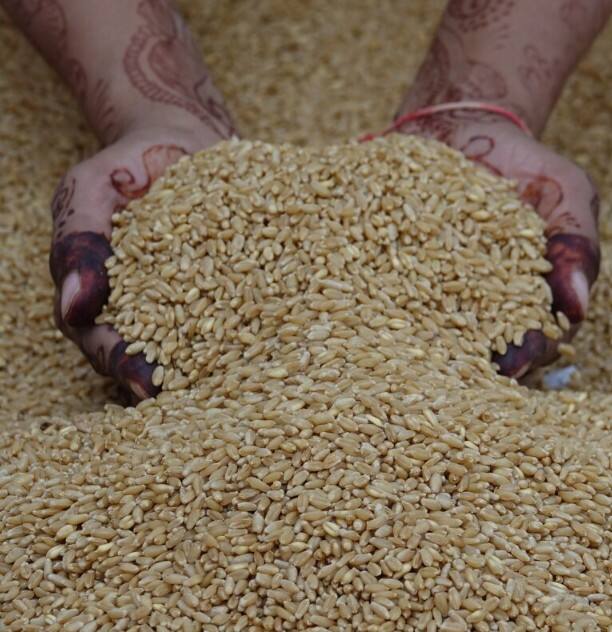 ਮੰਡੀ ਬੋਰਡ ਦੇ ਅਧਿਕਾਰੀਆਂ ਦਾ ਕਹਿਣਾ ਹੈ ਕਿ ਇਸ ਵਾਰ ਮੰਡੀਆਂ ਵਿੱਚ ਆ ਰਹੀ ਕਣਕ ਨੂੰ ਪ੍ਰਾਈਵੇਟ ਵਪਾਰੀ ਧੜੱਲੇ ਨਾਲ ਖਰੀਦ ਰਹੇ ਹਨ। ਉਨ੍ਹਾਂ ਕਿਹਾ ਕਿ ਵਪਾਰੀਆਂ ਵੱਲੋਂ ਐਮਐਸਪੀ ਤੋਂ 5 ਤੋਂ 10 ਰੁਪਏ ਪ੍ਰਤੀ ਕੁਇੰਟਲ ਵਧ ਕੇ ਕਣਕ ਦੀ ਬੋਲੀ ਦਿੱਤੀ ਜਾ ਰਹੀ ਹੈ। ਇਸ ਕਰਕੇ ਕਿਸਾਨ ਖੁਸ਼ ਹਨ।