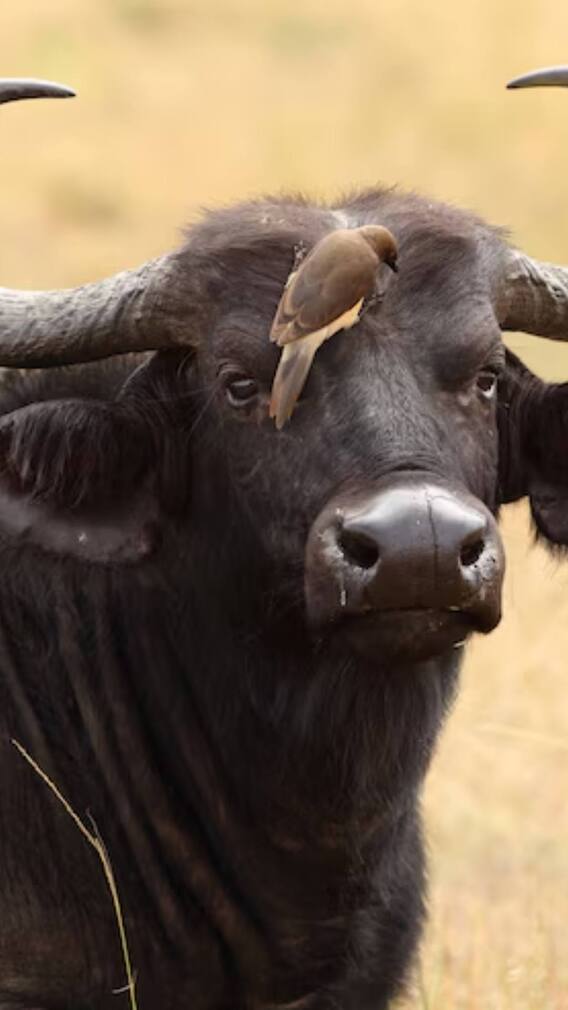 नीली रावी भैंस ज्यादा दूध देती है या मुर्रा भैंस?