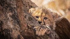 MP के कूनो नेशनल पार्क में आए नए मेहमान, चीता नीरवा ने 5 शावकों को दिया जन्म, CM ने दी जानकारी